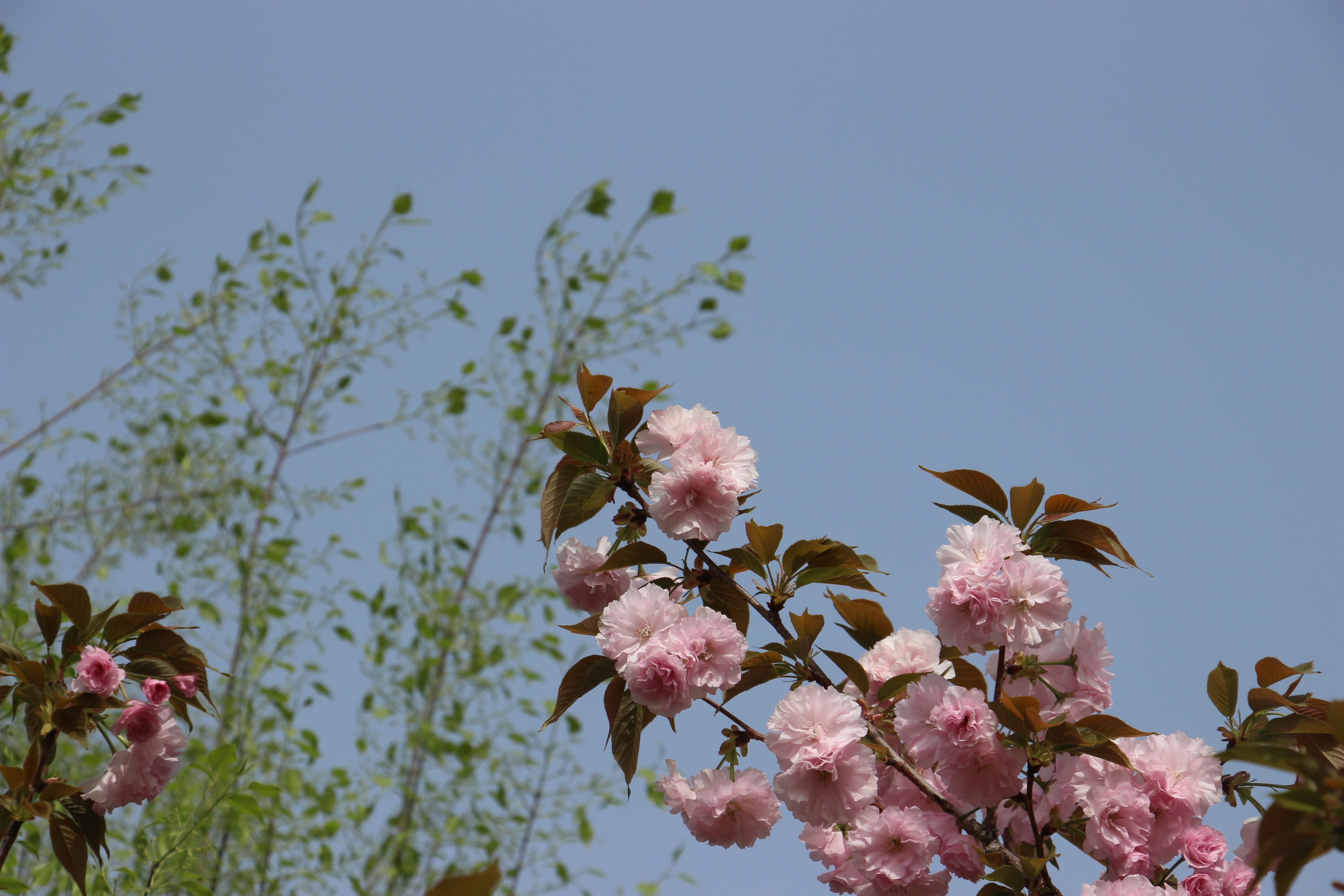 IMG_0797.JPG IMG_0797.JPG